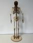 Preview: Human skeleton (Cool Human Skeleton) as a 3D model - front vie